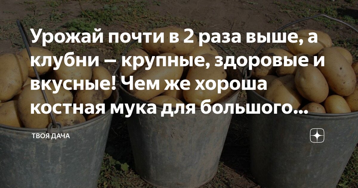 Урожай почти в 2 раза выше, а клубни ‒ крупные, здоровые и вкусные! Чем ...
