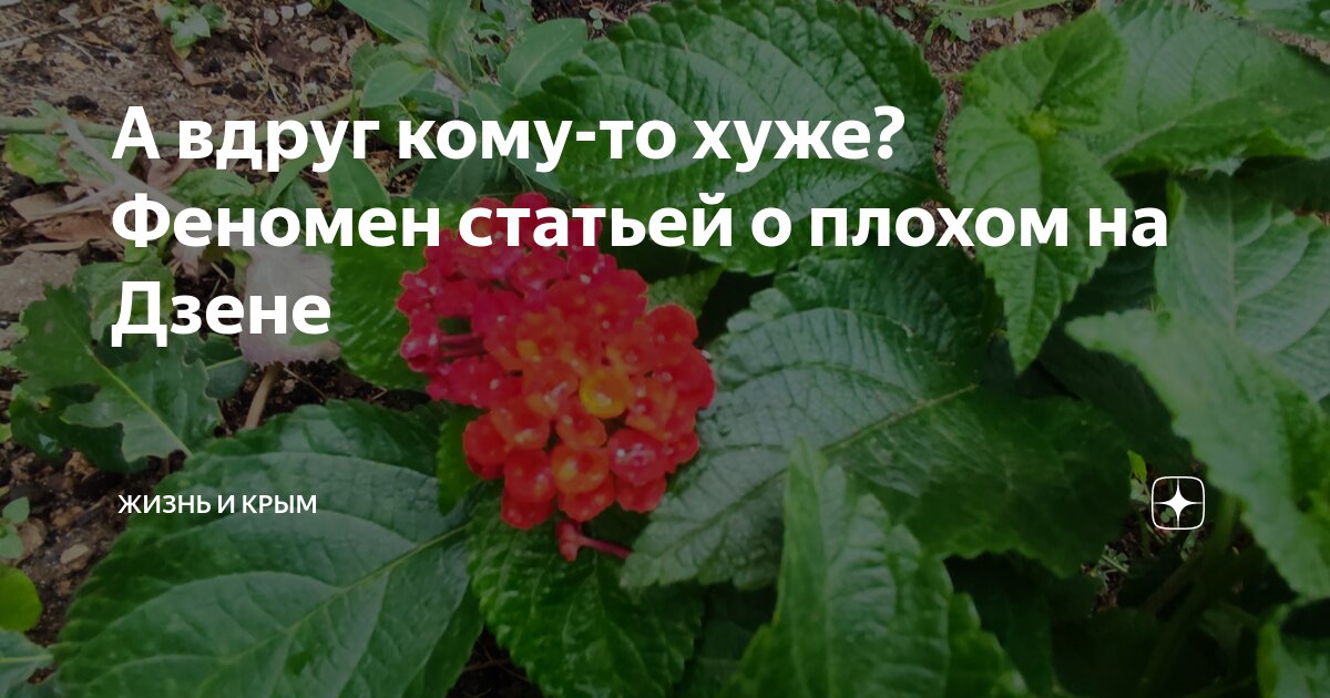 А вдруг кому-то хуже? Феномен статьей о плохом на Дзене | жизнь и Крым ...