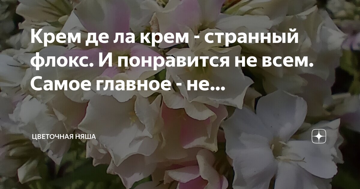Крем де ла крем - странный флокс. И понравится не всем. Самое главное ...