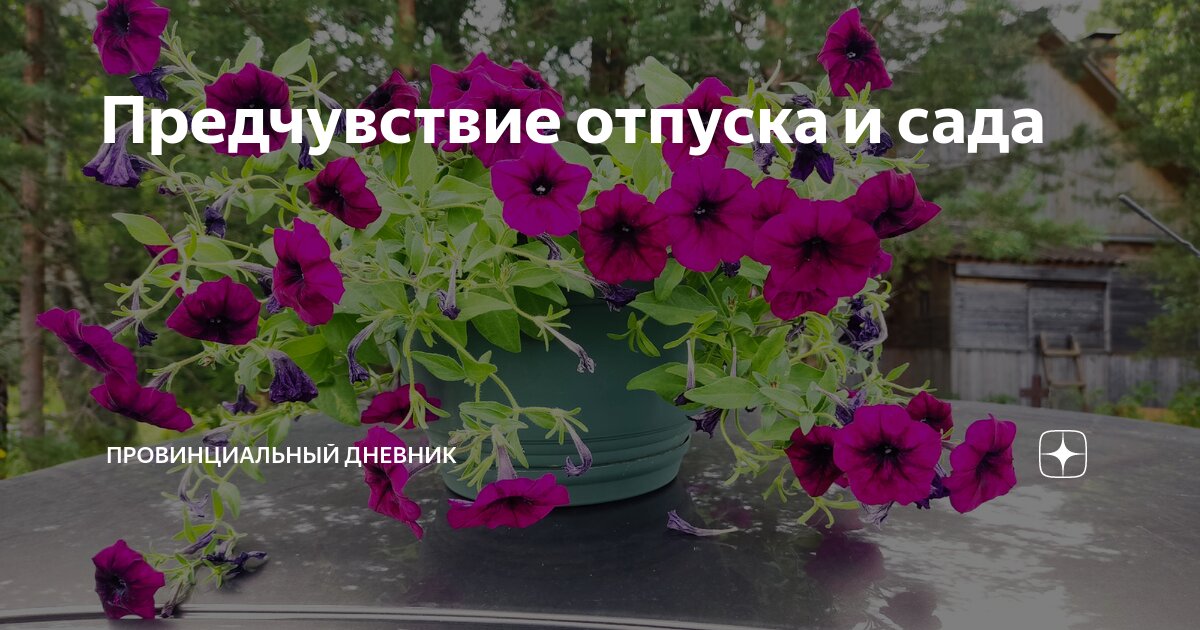 Предчувствие отпуска и сада | Провинциальный дневник | Дзен