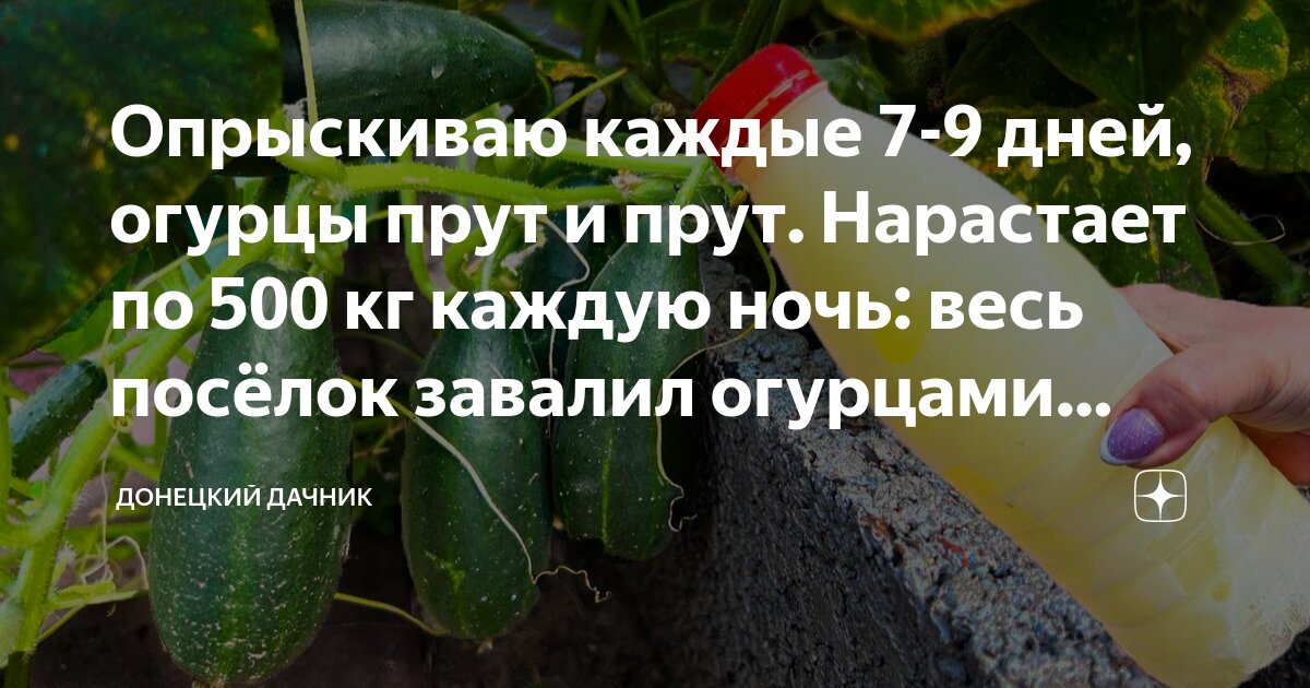 Чем побрызгать огурцы для завязи. Подкормка огурцов. Огурцы схема подкормок. Подкормка огурцов. Зелёнка для огурцов и помидоров.