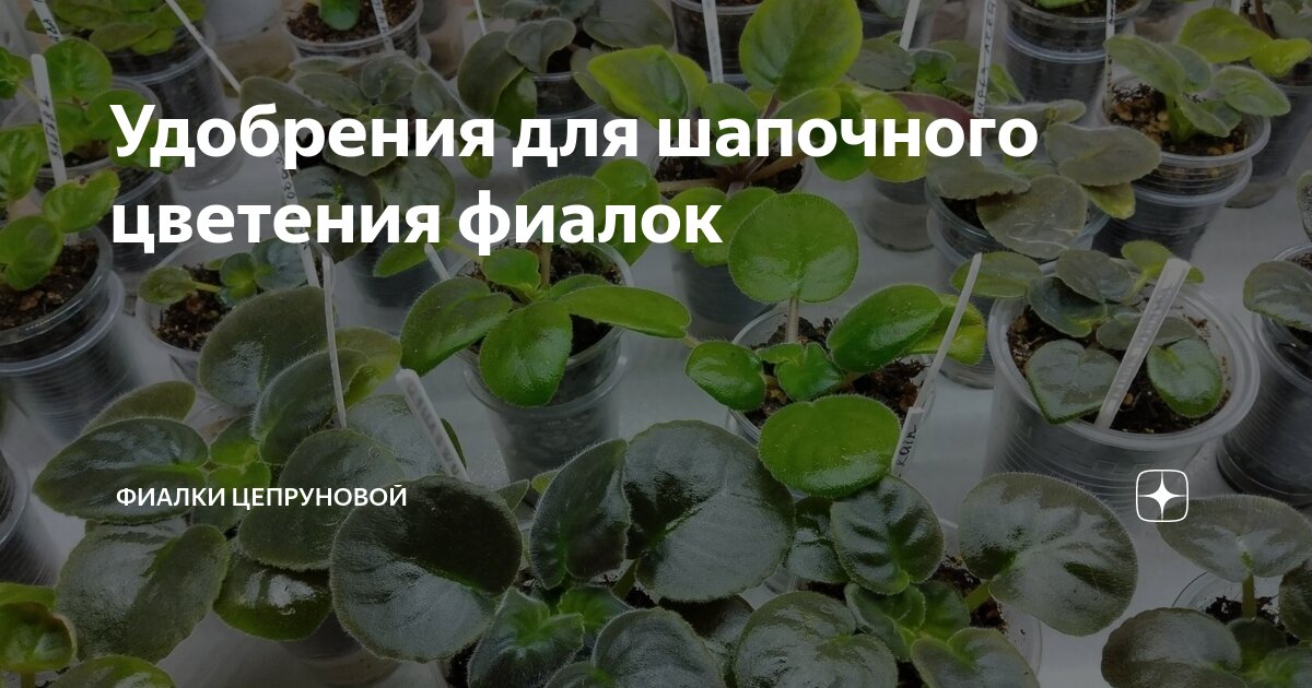 Удобрения для шапочного цветения фиалок | Фиалки Цепруновой | Дзен