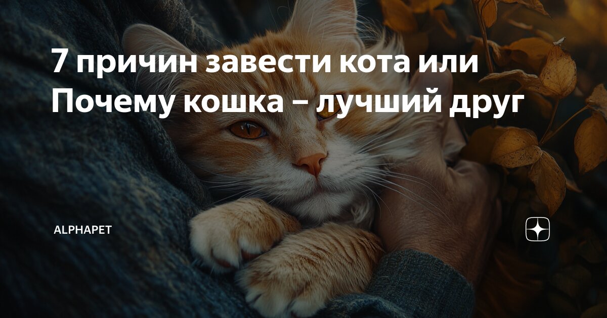 как оставить кота одного на 2 недели форум