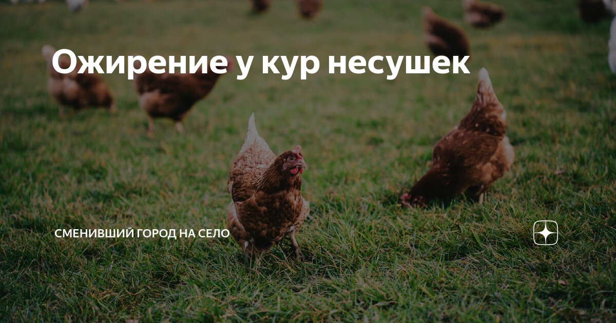 Ожирение у кур несушек, как определить и что делать с толстушками?