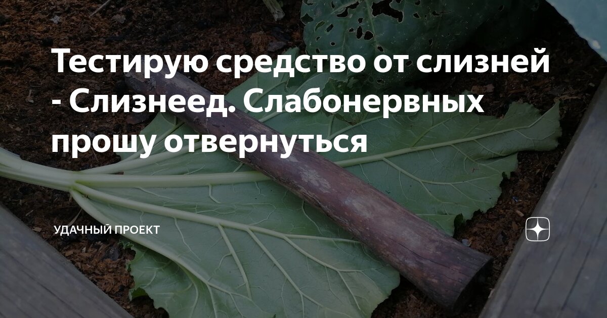 Тестирую средство от слизней - Слизнеед. Слабонервных прошу отвернуться ...
