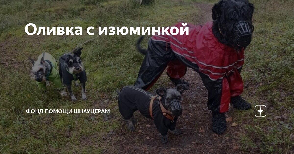Оливка с изюминкой | Фонд помощи шнауцерам | Дзен