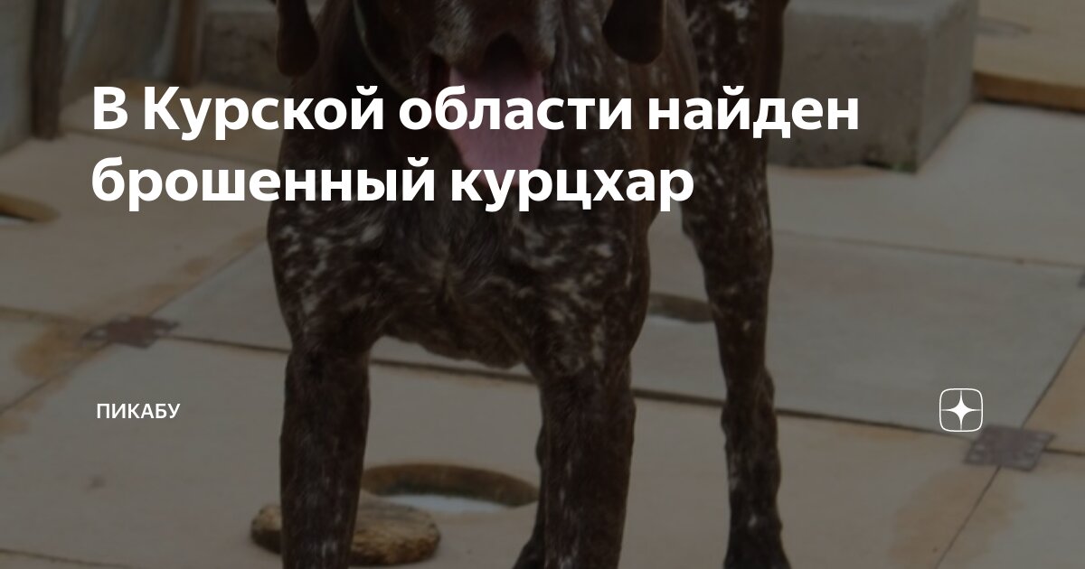 В Курской области найден брошенный курцхар | Пикабу | Дзен