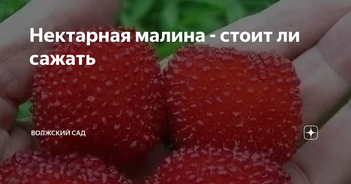 Нектарная малина - стоит ли сажать | Волжский сад | Дзен