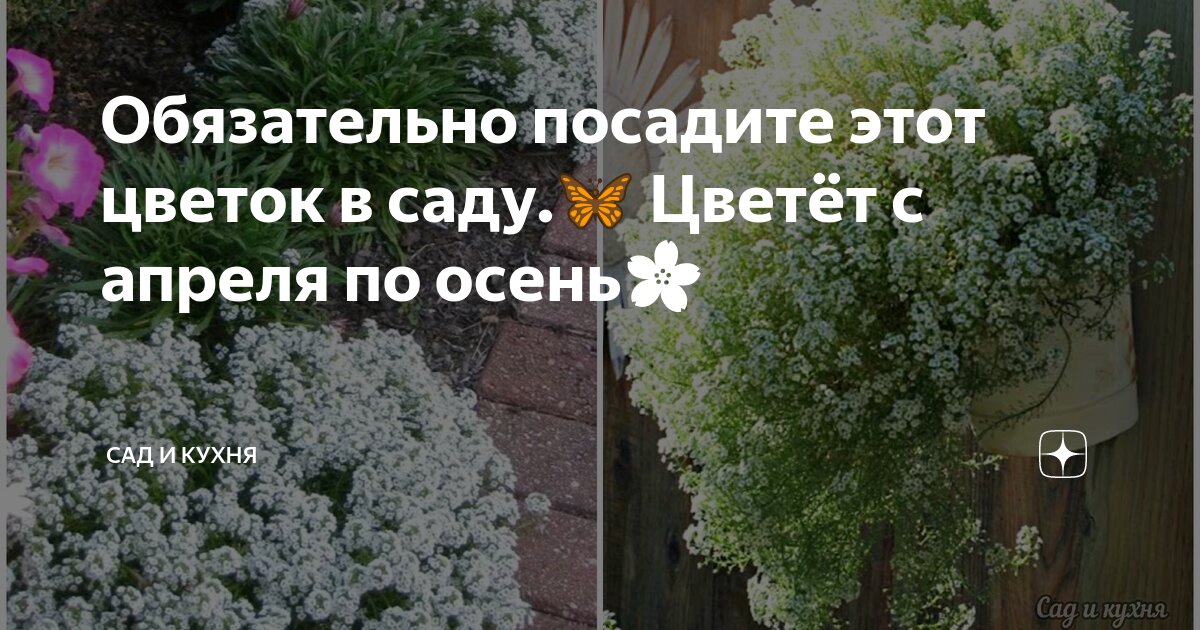 пусть распускаются цветы в саду осеннем у реки