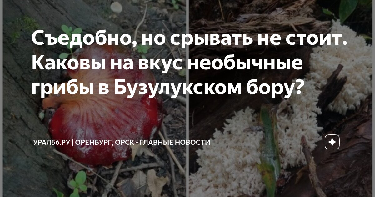 Разрешение в бузулукский бор. Разрешение в бузулукский бор. Эко тропа бузулукский бор. Карта национального парка бузулукский бор. Национальный парк бузулукский бор самарская область.