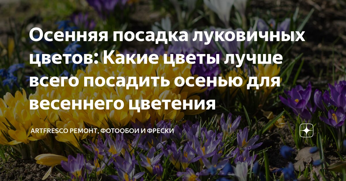 Осенняя посадка луковичных цветов: Какие цветы лучше всего посадить ...