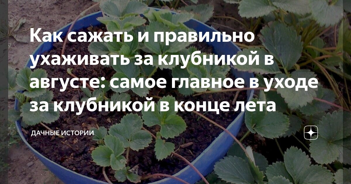 Как правильно сажать клубнику. Земляника в открытом грунте. Как правильно садить клубнику. Благоприятные дни для посадки земляники. Высаживаем землянику.