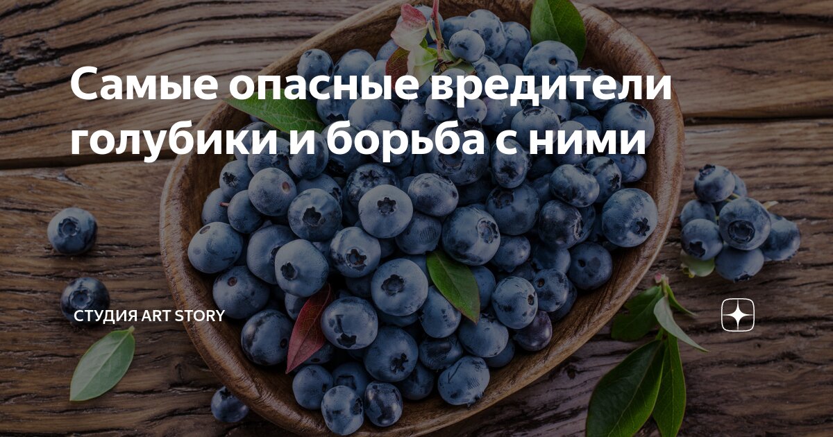 Голубика Торо (Toro): описание сорта, посадка и уход, фото + отзывы