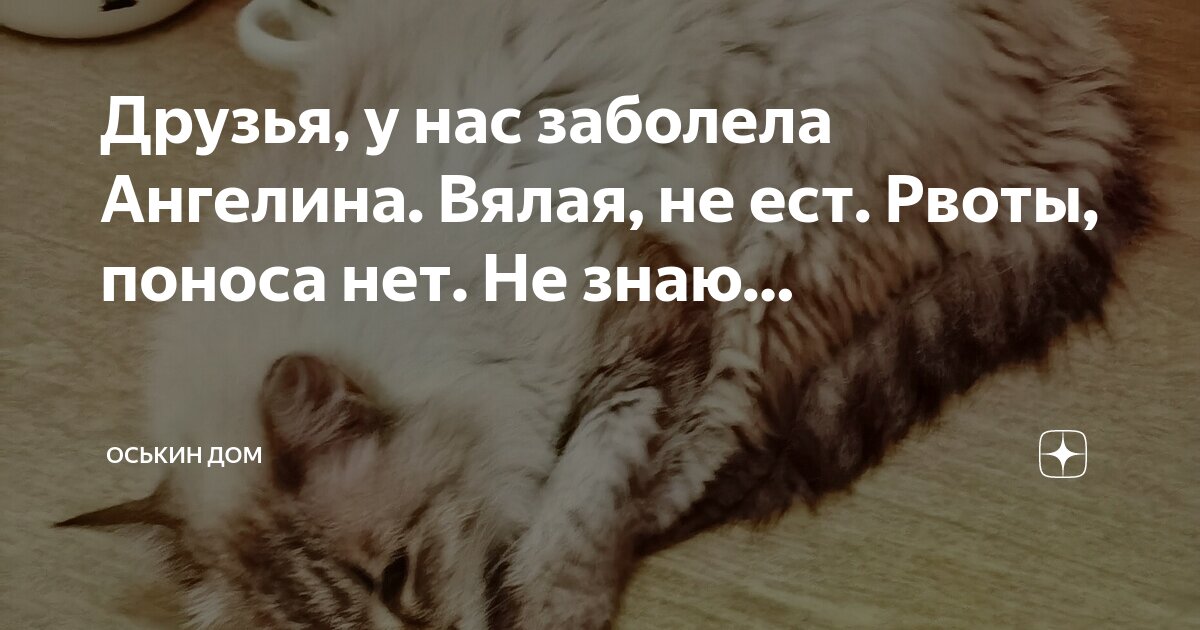 кошка вялая не ест постоянно спит