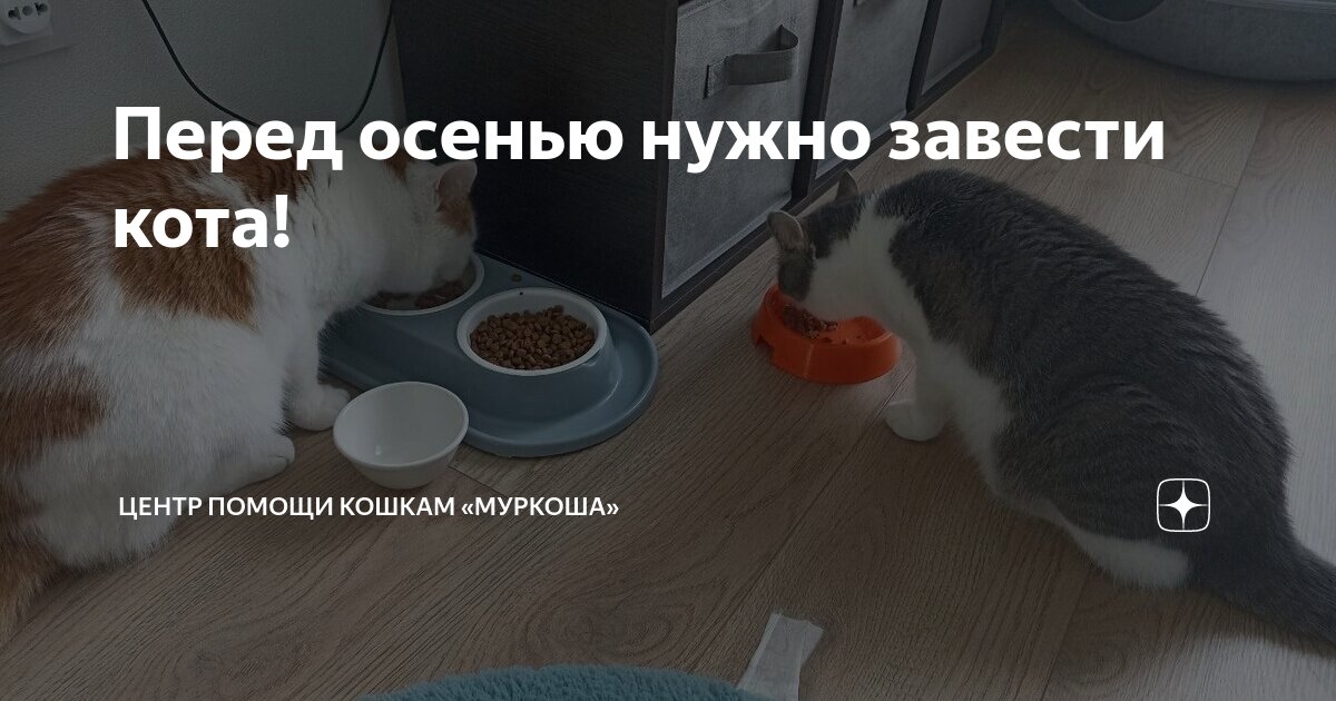 как оставить кота на передержку