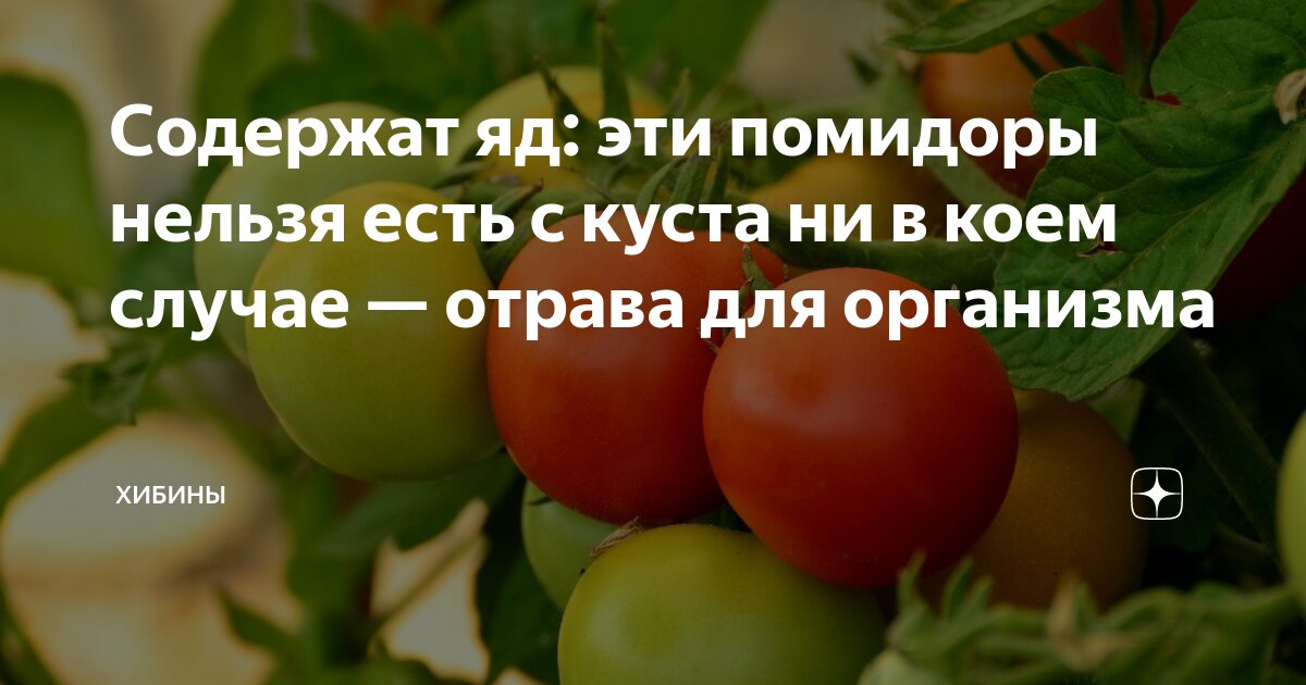 Что содержат помидоры. Что содержат помидоры