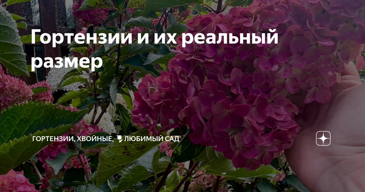 Гортензии и их реальный размер | Гортензии, хвойные, 🌷любимый сад | Дзен