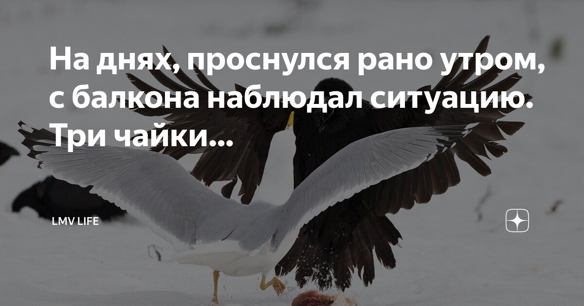 Не общий а. Запятые в ссп егэ. Не общий а. Не общий а. А кредит папин мем.