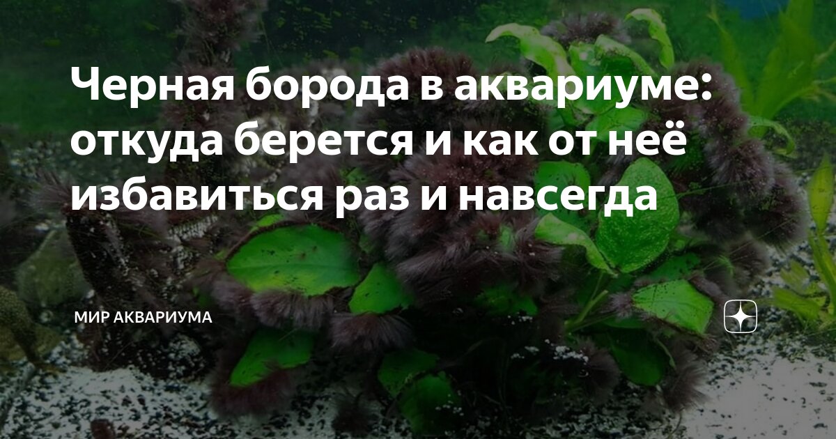 Черная борода в аквариуме — как бороться, причины, средства