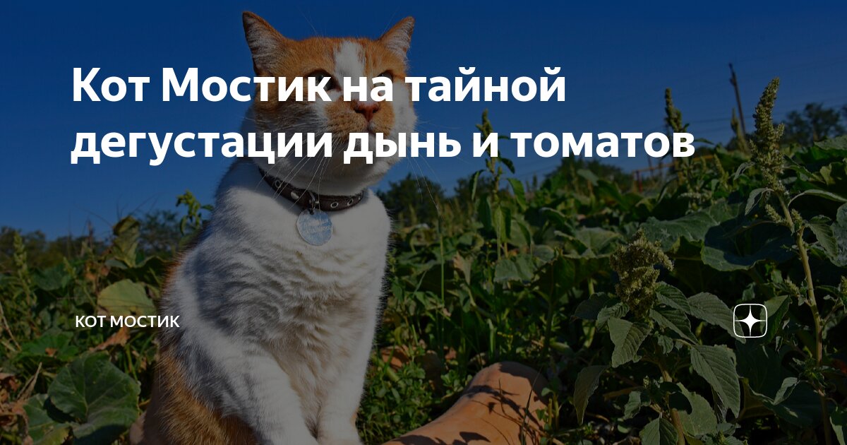 Кот Мостик на тайной дегустации дынь и томатов | Кот Мостик | Дзен