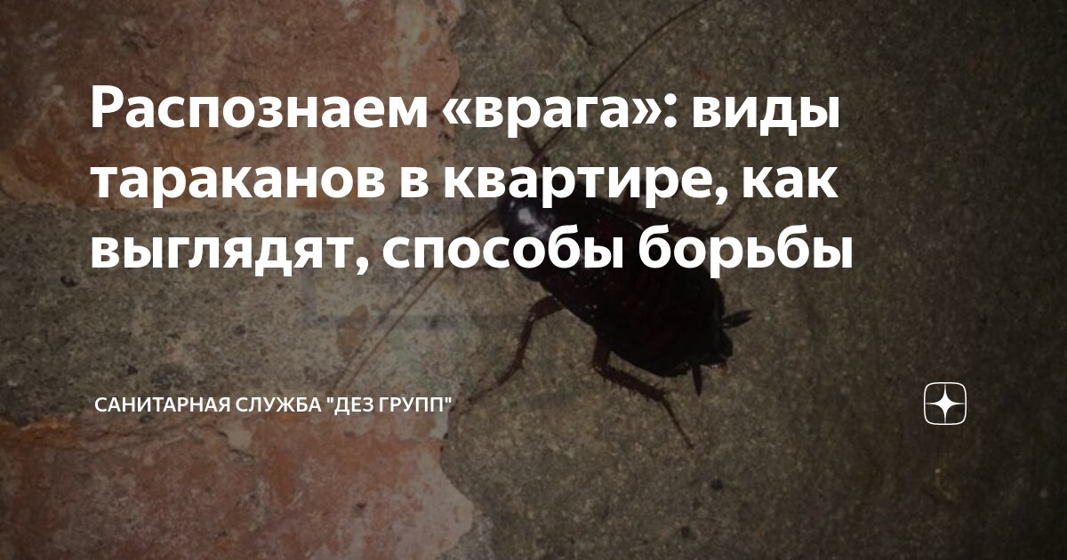 Распознаем «врага»: виды тараканов в квартире, как выглядят, способы ...