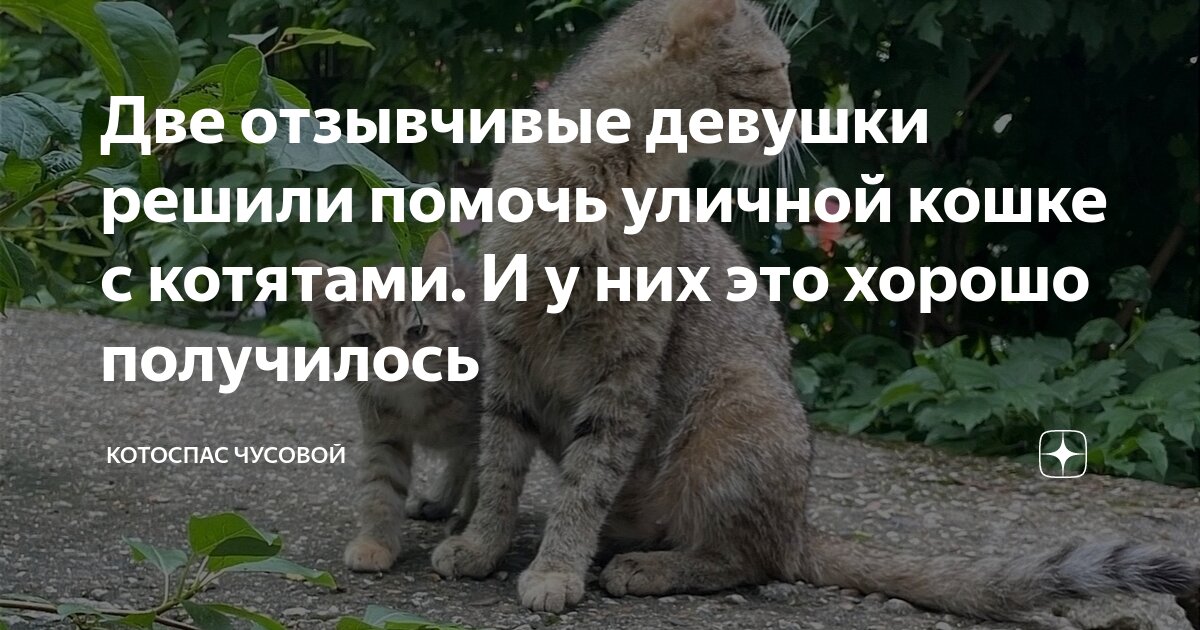 Две отзывчивые девушки решили помочь уличной кошке с котятами. И у них ...
