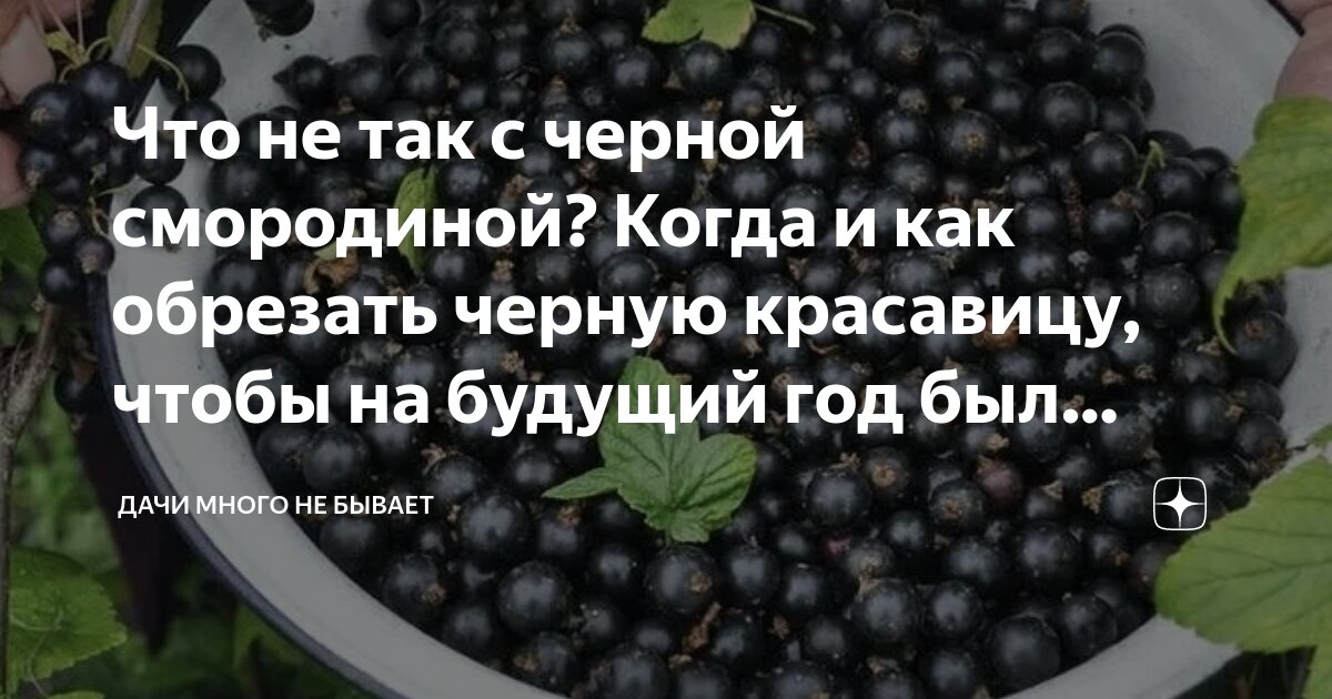 Смородина куст. Обрезка смородины после сбора. Схема обрезки смородины. Когда обрезают смородину после сбора урожая черную. Смородина куст.