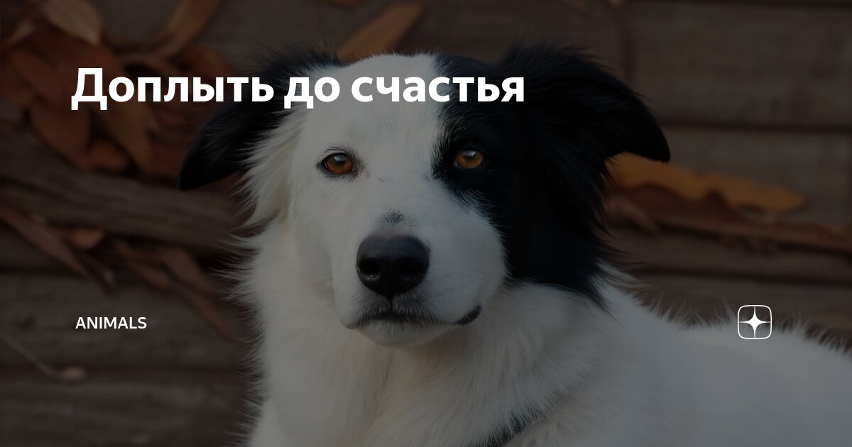 доплыть до берега падеж