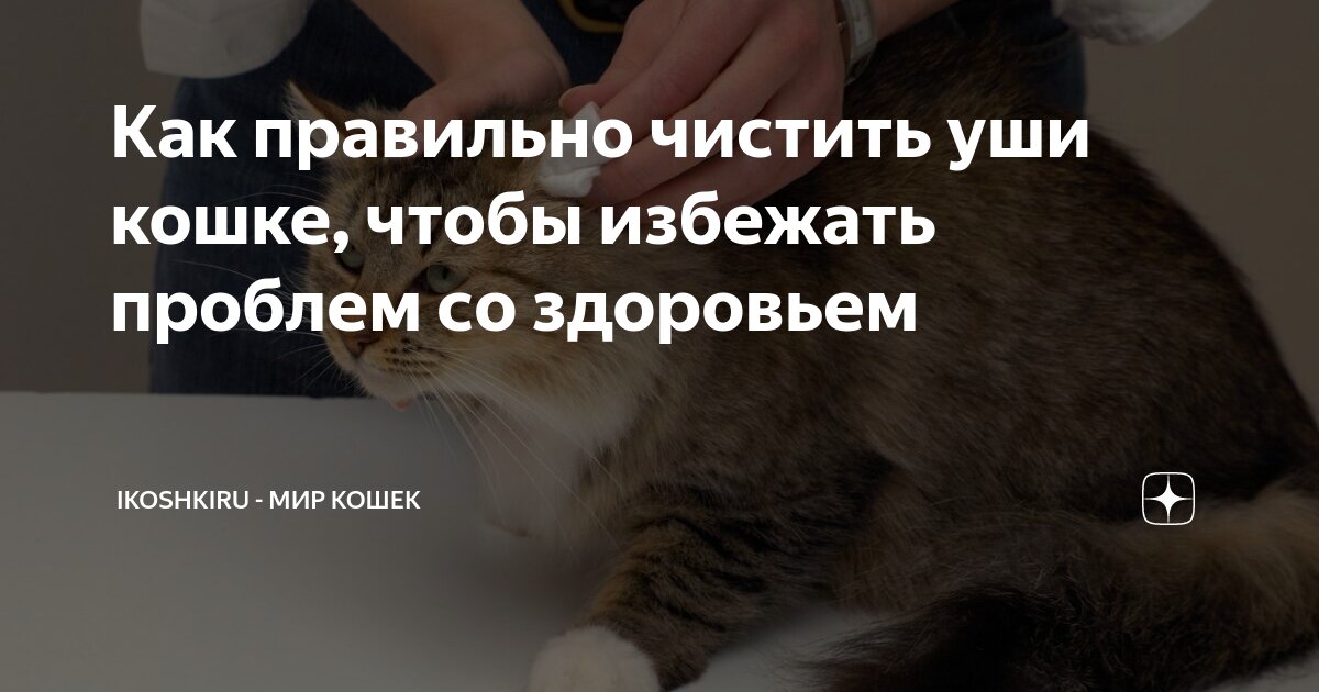 как чистить зубы кошке