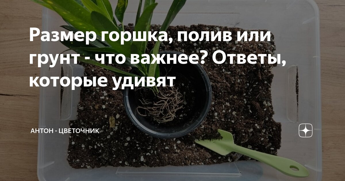Размер горшка, полив или грунт - что важнее? Ответы, которые удивят ...