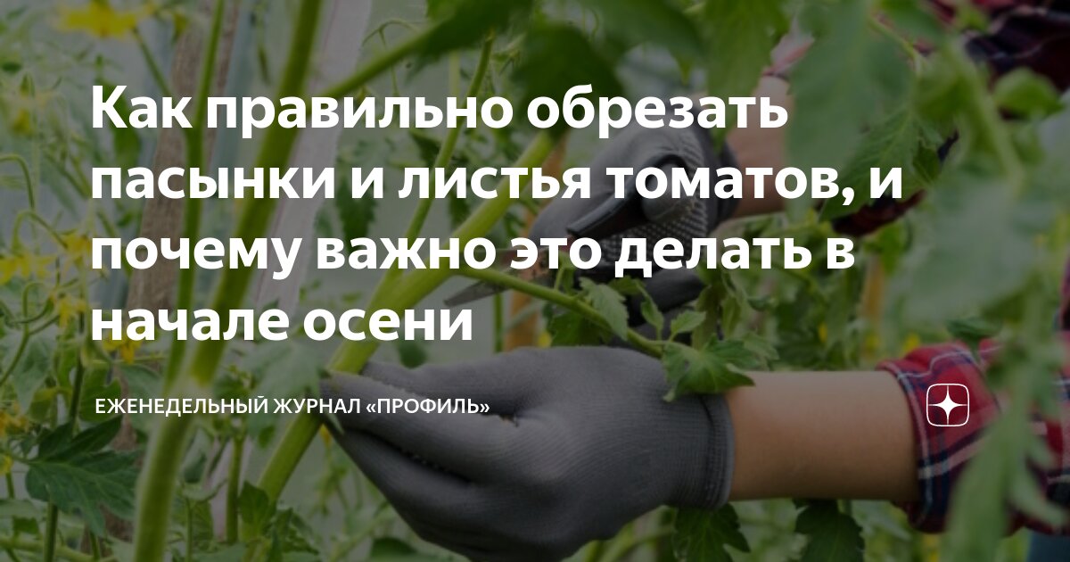 Обрезание томатов. Когда обрезать листья. Подготовка многолетников к зиме. Скашивать клубнику после урожа. Пасынки у кукурузы.