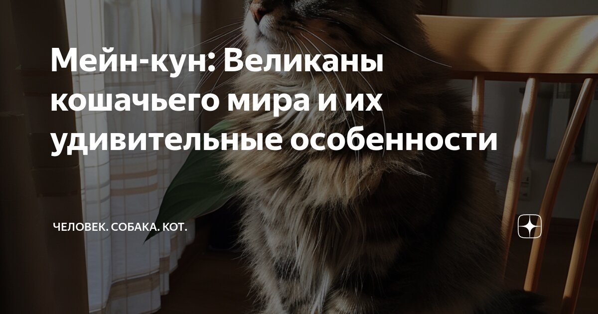 Мейн-кун: Великаны кошачьего мира и их удивительные особенности ...