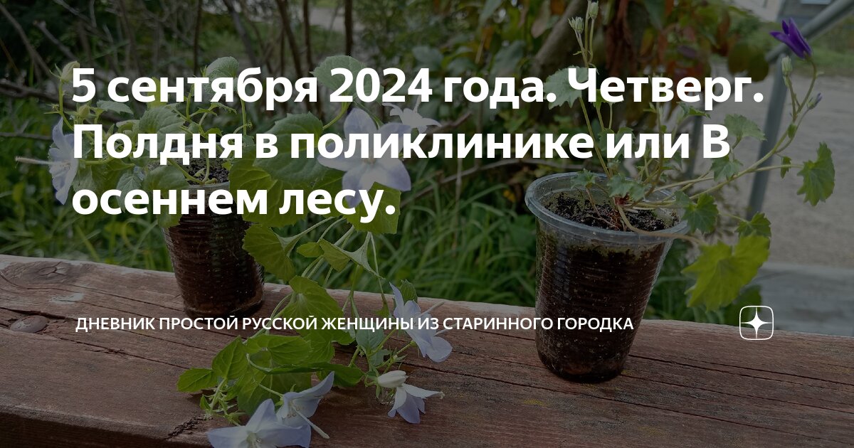 5 сентября 2024 года. Четверг. Полдня в поликлинике или В осеннем лесу ...