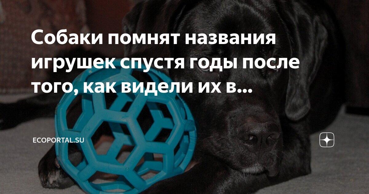 Я как то раз собаку. Я как то раз собаку. Я как то раз собаку. Я как то раз собаку. Прогулка с собакой юмор.