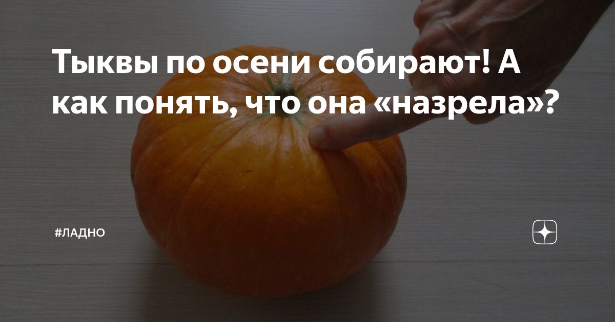 Как понять что тыкву пора срезать. Как понять что тыкву пора срезать