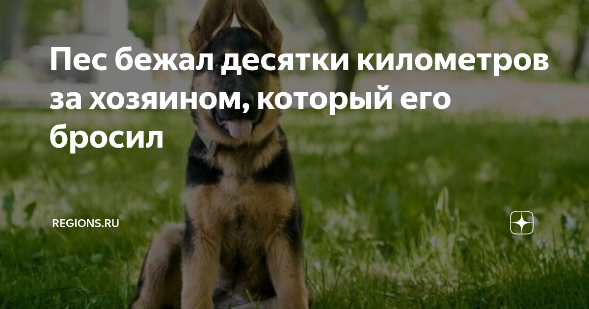 Пес которого я бросила