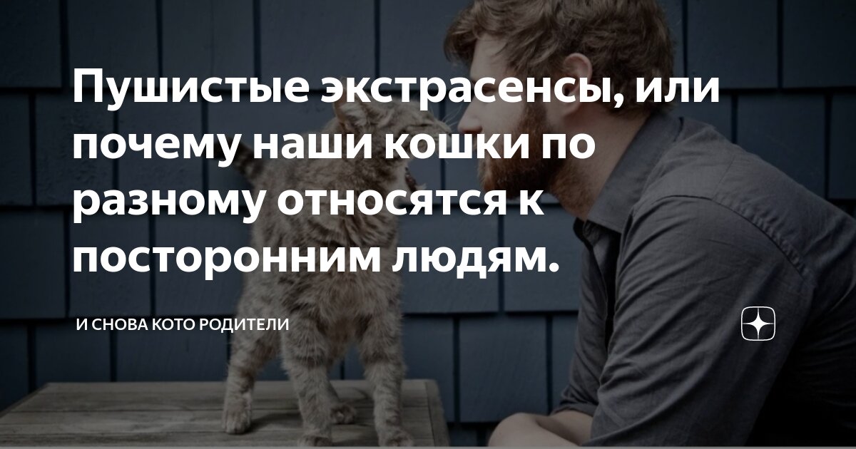 Люди которые любят кошек. Почему люди не кошки. Кошки не любят собак. Почему люди не кошки. Кошку глядят.