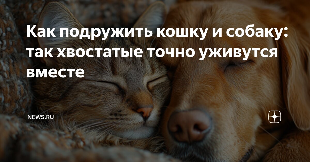 Как подружить кошку и собаку: так хвостатые точно уживутся вместе ...