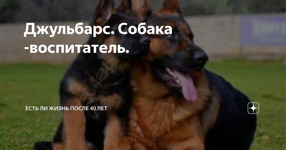 Джульбарс. Собака -воспитатель. | Есть ли жизнь после 40 лет | Дзен