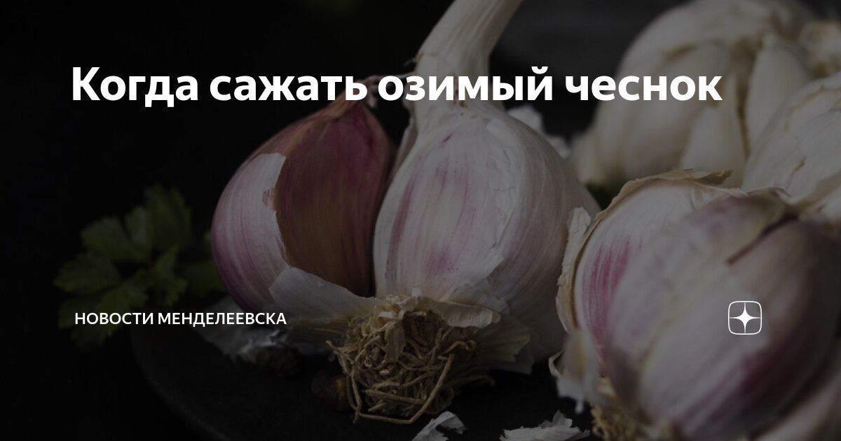 Когда садить озимый чеснок в 2024г
