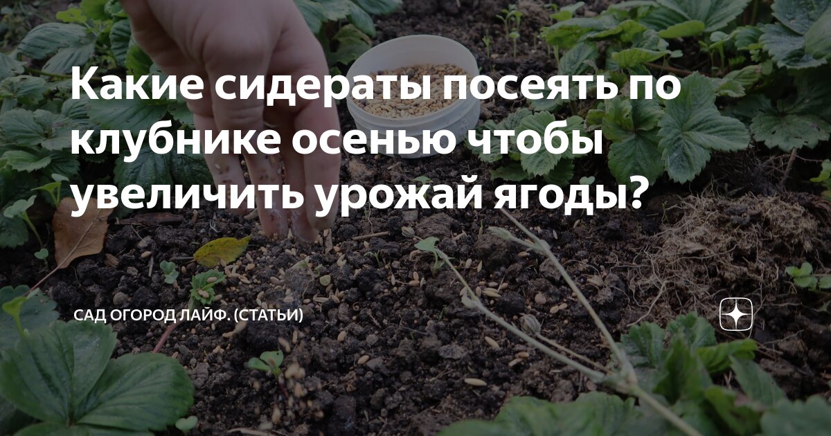 Посадка клубники осенью. Подкормки медным купоросом клубнику. Схема обработки клубники. Табачная пыль для клубники. Бурая пятнистость клубники.