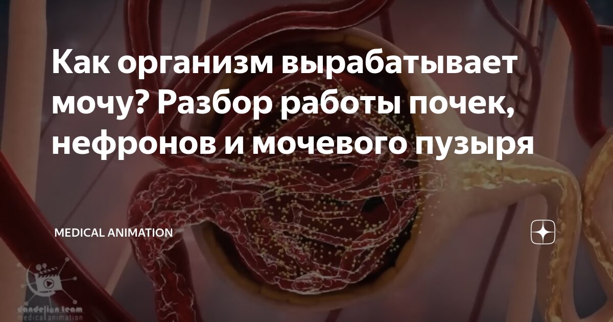 Терпела мочевой пузырь