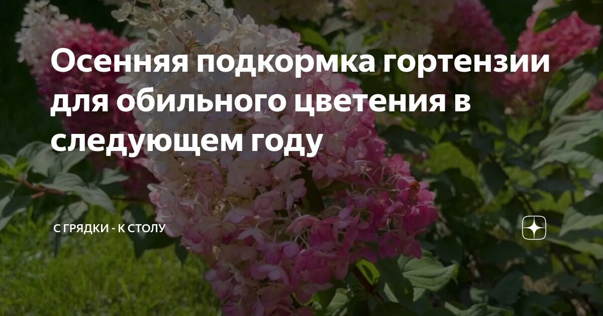 Осенняя подкормка гортензии для обильного цветения в следующем году | С ...