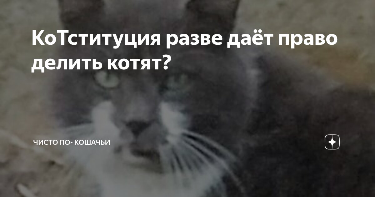 Кошка дает лапу. Да я коту. Смешная морда кота. Кот наркоман. Да я коту.
