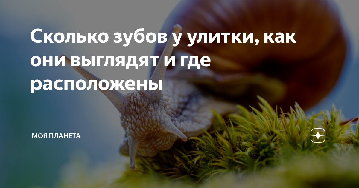 Сколько зубов у улитки, как они выглядят и где расположены | МОЯ ...