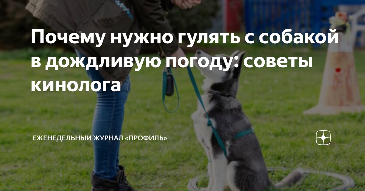 Лабрадор светлый. Собаке время подоспело произвести щенят на свет. Собаке время подоспело произвести щенят на свет. Здоровье собаки. Лабрадор ретривер белый.