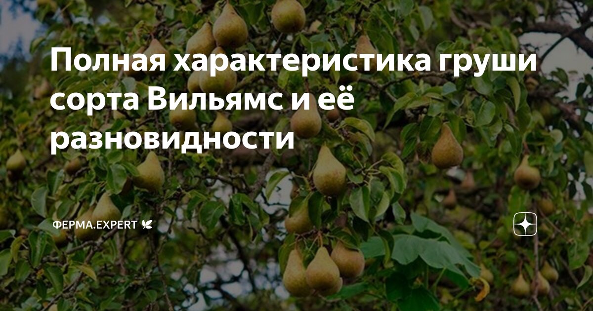 Полная характеристика груши сорта Вильямс и её разновидности | Ферма ...