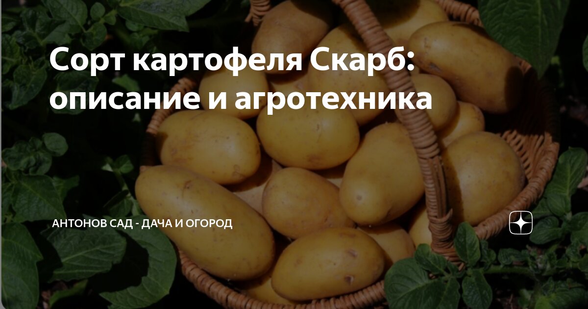 Картофель галактика описание