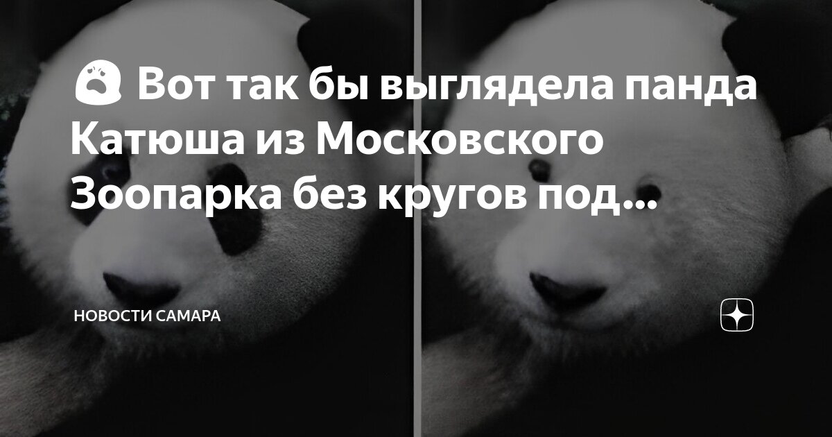 Панда катюша в московском зоопарке последние новости