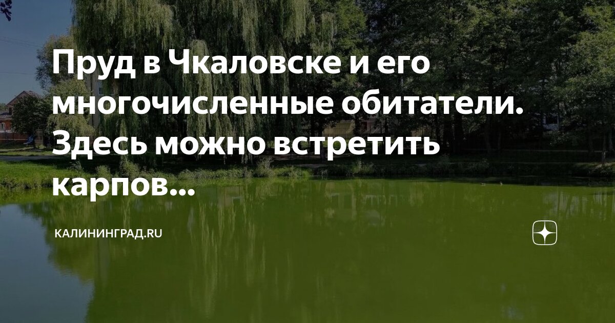 Что можно встретить